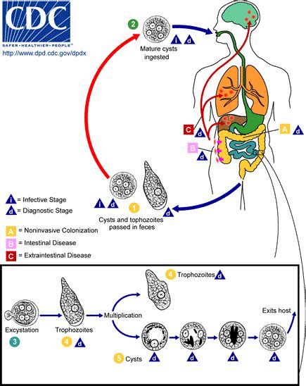 Entamoeba - Infectious Disease Advisor