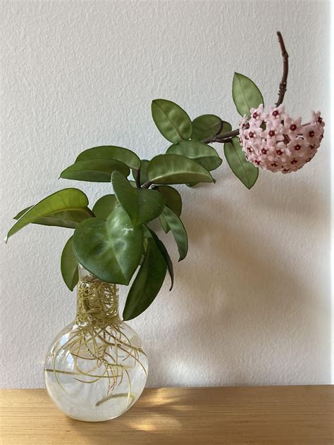 Blooming Hoya - first time! : r/gardening