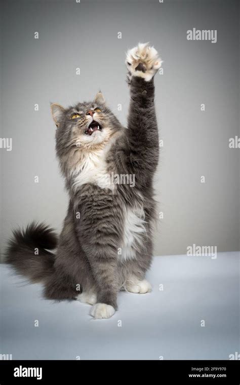 studio shot of a playing gray white maine coon cat sitting raising paw ...