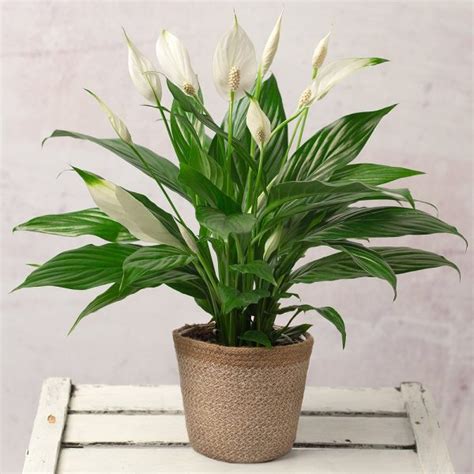 Peace Lily Plant – Cheap Plants by Post | Indoor Plants Online