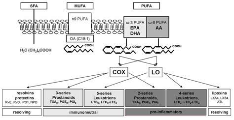 Eicosanoids synthesis pathways. Depending on the fatty acid content of... | Download Scientific ...