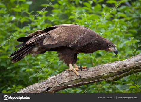 Images: female bald eagle | Female bald eagle — Stock Photo © wrangel ...