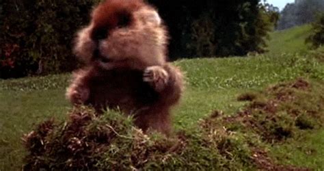 Caddyshack Gopher Gif