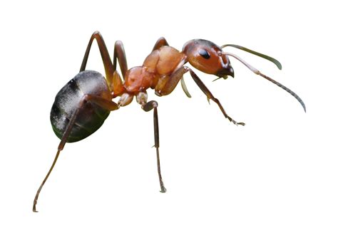 Ant Pest Control Calgary | Spartan Pest Control