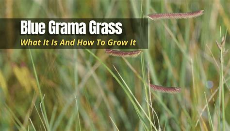 Blue Grama Grass: What It Is And How To Grow It - The Backyard Pros