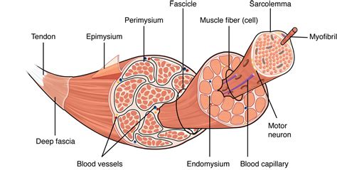 Neuromuscular Reeducation | RST-SANEXAS