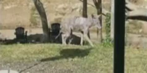 Texas 'Chupacabra' Sightings Startle Houston Residents | HuffPost