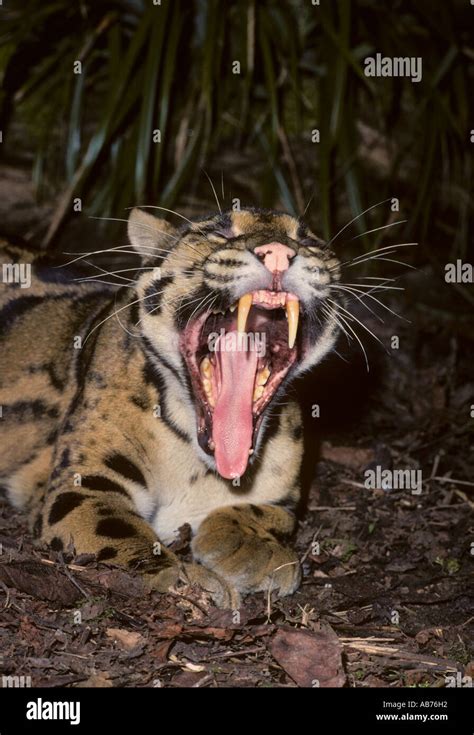 Clouded Leopard Teeth Stock Photos & Clouded Leopard Teeth Stock Images ...