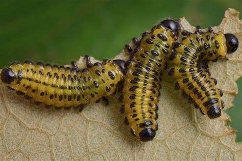 How to Get Rid of Sawfly Larvae in Your Garden | Yates Australia