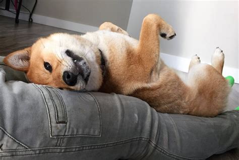 Shiba Inu Dog Training – Effective Obedience Training – TheCampfireTime .com