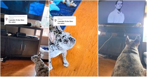 Rory the Frenchie, Who Loves Henry Cavill, Goes TikTok Viral