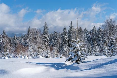 Premium Photo | Alpine mountain snowy winter fir forest with snowdrifts