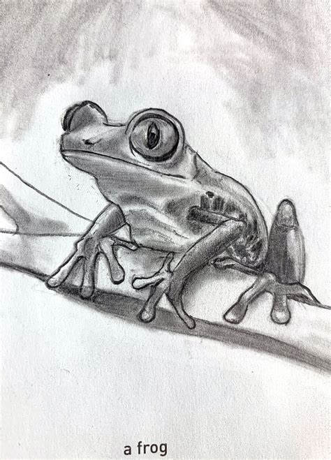 tree frog, graphite pencil, by Alex Gonzalez | Drawings pinterest, Cool pencil drawings, Frog sketch