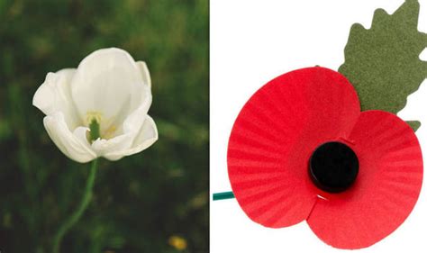 Remembrance Day 2018: What are white, purple and GOLD poppies - what do they mean? | UK | News ...