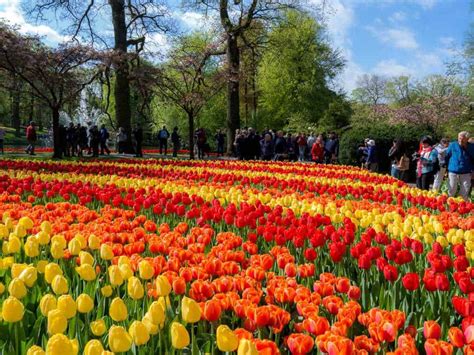 How To Visit Keukenhof Gardens: Best Guide For The Tulip Season In Holland