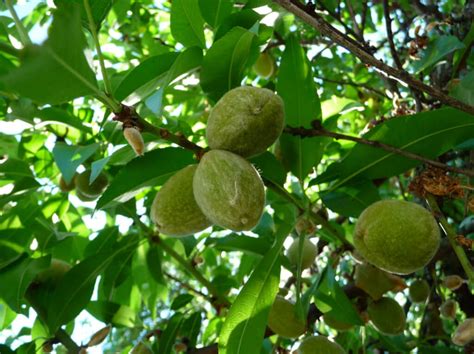 Green Almonds, A Brief Spring Culinary Treat • Chef Gorji