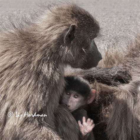 young chacma baboons – Nature on the Edge