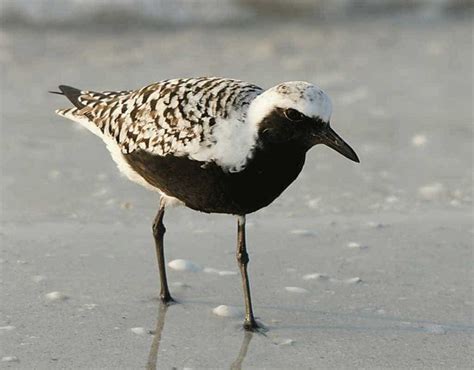 Meet The Shorebirds – Grey Plover | Wing Threads