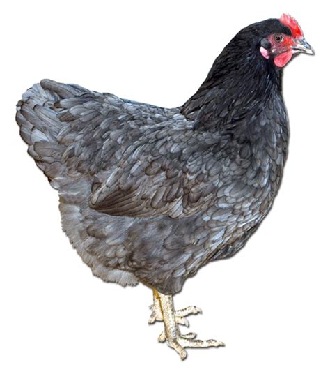 Blue Australorp Pullet - Wilco Farm Stores