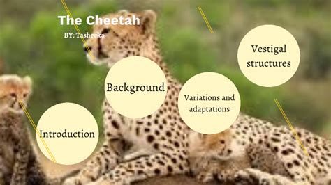 Cheetah - Evolution Project by Tasheeka Thompson on Prezi