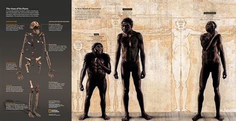 Homo Erectus Evolution Chart