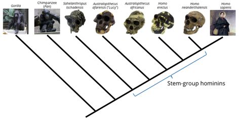 4.2.4 Phylogenetic Trees and Classification | Digital Atlas of Ancient Life