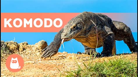 ¿El DRAGÓN de KOMODO es VENENOSO?🦎 - ¡Te sorprenderá! - YouTube