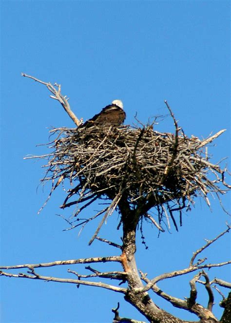 Bald Eagle in Nest : Photos, Diagrams & Topos : SummitPost