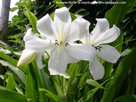 My Tropical Plants Finder: African Crinum Lily (Crinum jagus)