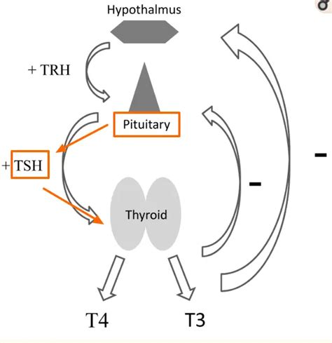 What Your Low TSH Means With Thyroid Medication & Without