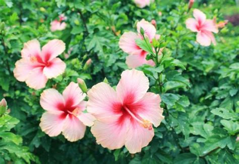 Hibiscus Plants Care And 4 Basic Needs - Gardenfrontier