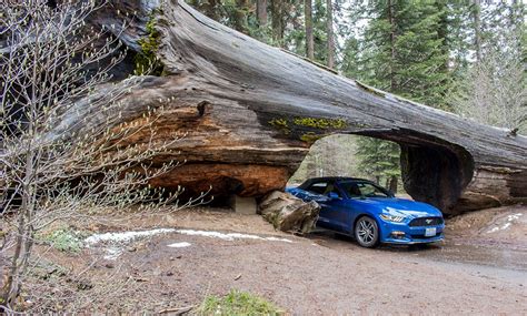 Sequoia National Park - the biggest trees in the world - E&T Abroad