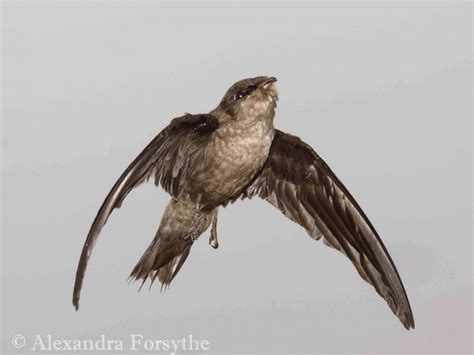 Chimney Swift – Indiana Audubon