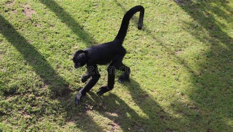 Black-headed Spider Monkey, Ateles Fusciceps Stock Image - Image of ...