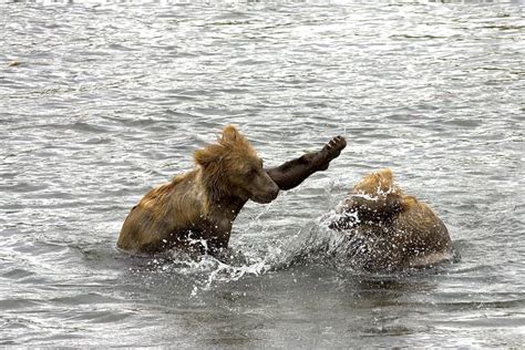 Free picture: brown bear, cubs, water