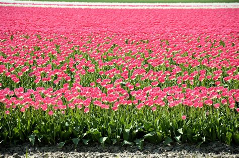 Tulips Free Stock Photo - Public Domain Pictures