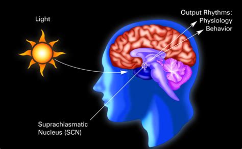 Circadian Rhythms and Biological clocks | SKILLMD