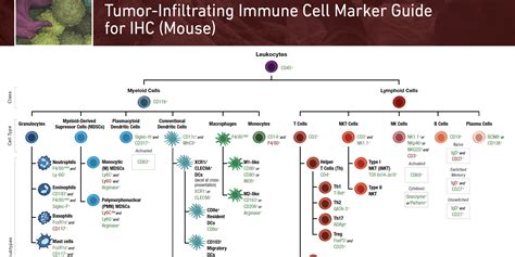 More Than a Phenotype: a Guide to Assessing Tumor-infiltrating Immune Cell Types and Functions