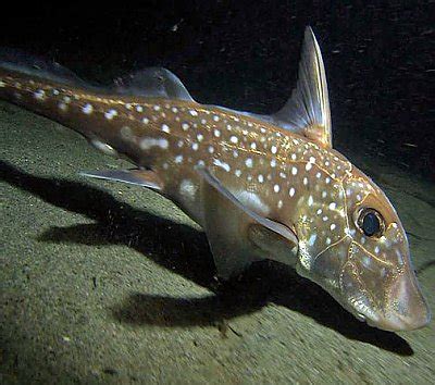 Spotted Ratfish | Online Learning Center | Aquarium of the Pacific