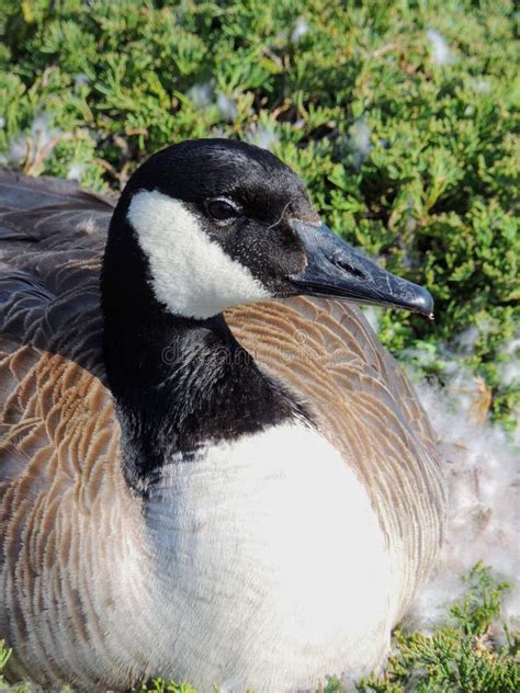 Canadian Goose Nesting Female Laying in a Nest of Urban Bushes ...