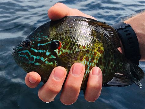 Love the colours of a pumpkinseed : r/Fishing