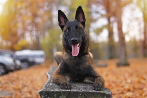 10+ Belgian Malinois Colors: All Options Explained