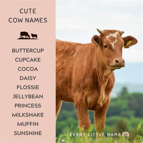 200+ Best Cow Names (Cute, Funny, and Moo-gnificent!) - Every Little Name