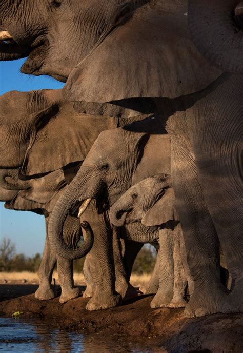 Photographer gets stunning pictures of herd of elephants - by climbing INTO their watering hole ...