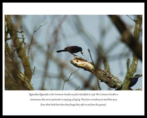 The Common Grackle – Tangential Science