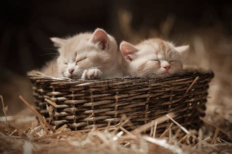 Kittens in a basket stock photo. Image of portrait, sunlight - 43697450