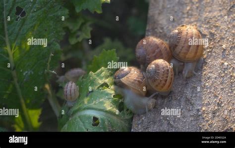 Helix Aspersa Muller, Maxima Snail, Organic Farming, Snail Farming ...