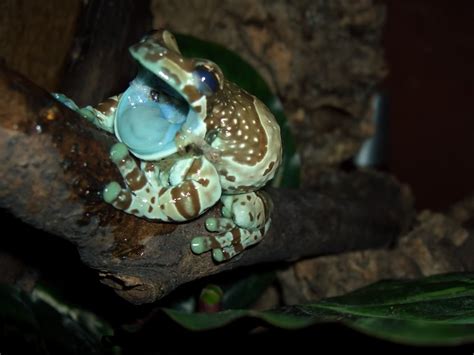 Amazon Milk Frog Facts and Pictures