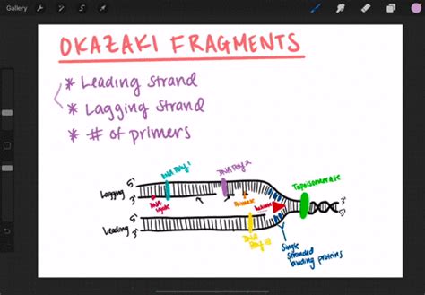 SOLVED:What are Okazaki fragments?