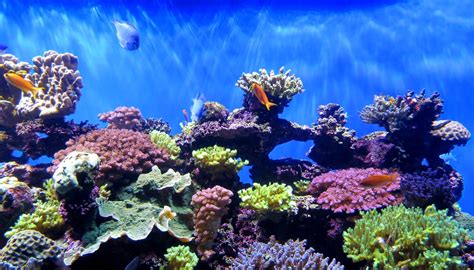 Ybcrf_2b | coral reef, Scrips Birch Aquarium, La Jolla, Cali… | Flickr
